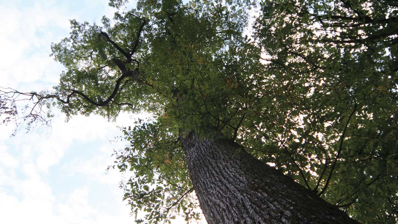 Foresta di Fontaines