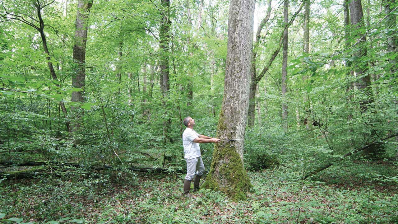 Foresta di Fontaines