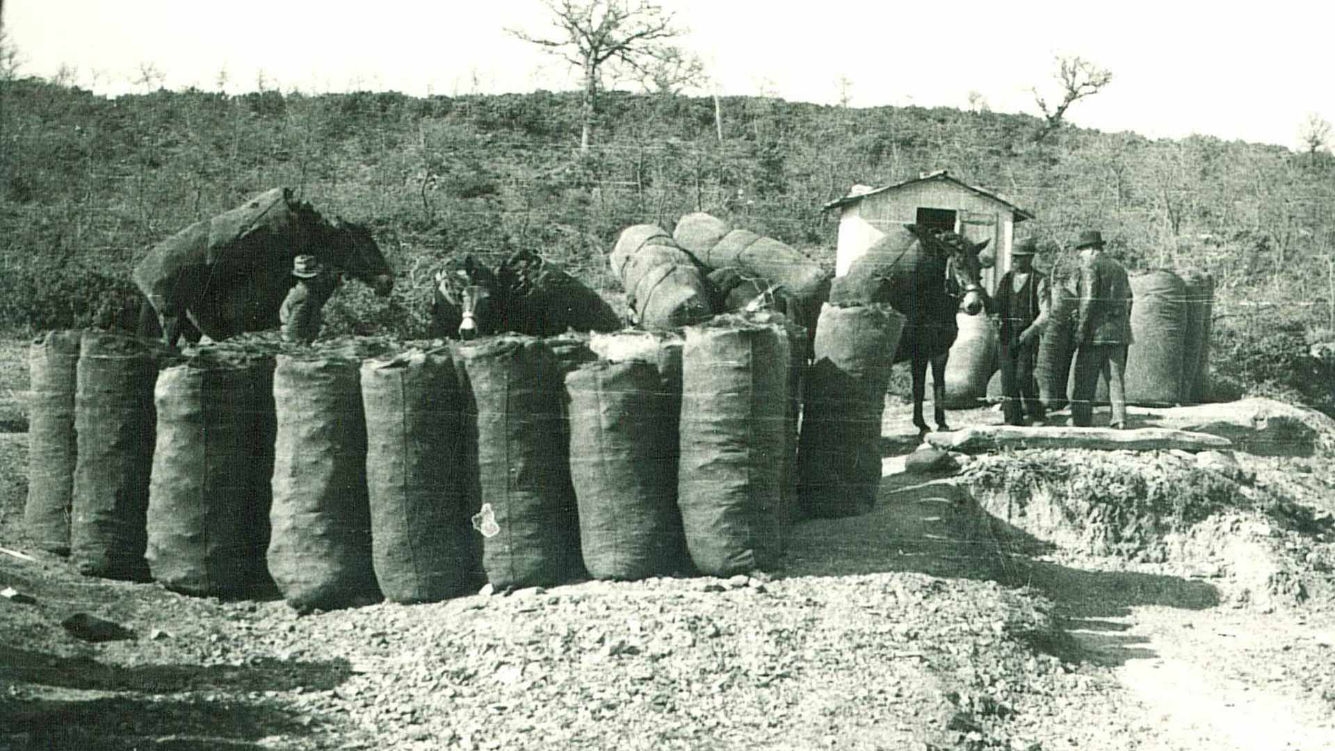 Forest charcoal production. Margaritelli's Photographic Archive.